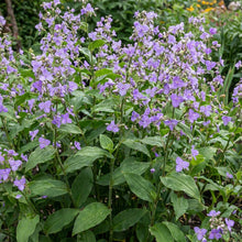 Tinantia Erecta Flower Seeds For Planting