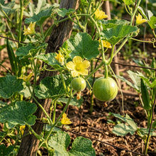 Tinda Seeds – Indian Round Gourd Seeds for Home Gardening