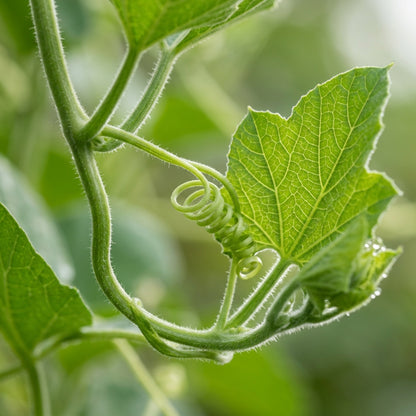 Tiny Bottle Gourd Seeds – Bottle Gourd Seeds for Home Garden