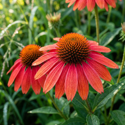 Tomato Soup Echinacea Seeds for Garden Planting