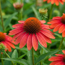 Tomato Soup Echinacea Seeds for Garden Planting