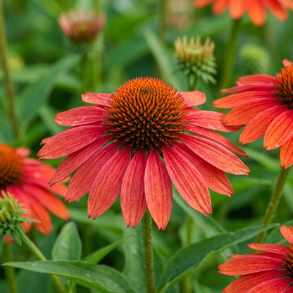 Tomato Soup Echinacea Seeds for Garden Planting