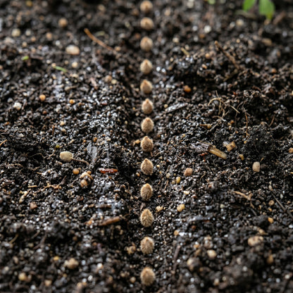 Moneymaker Tomato Seeds – Heirloom Tomato Seeds for Home Garden