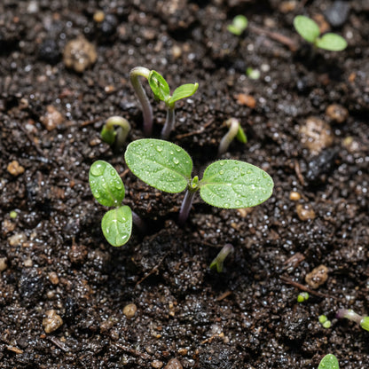 Eggplant Black Beauty Seeds for Home Garden