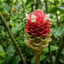 Red and Green Torch Ginger Flower Seeds for Planting