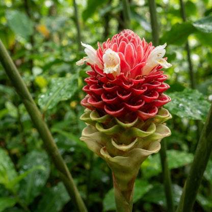 Red and Green Torch Ginger Flower Seeds for Planting