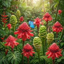 Red and Green Torch Ginger Flower Seeds for Planting