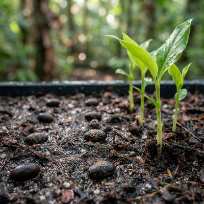 Red and Green Torch Ginger Flower Seeds for Planting