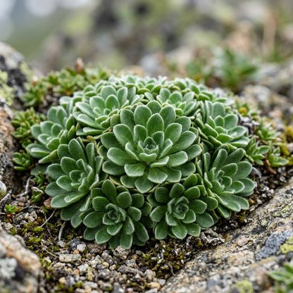 Townsendia Hookeri Flower Seeds