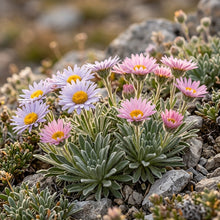Townsendia Parryi Flower Seeds
