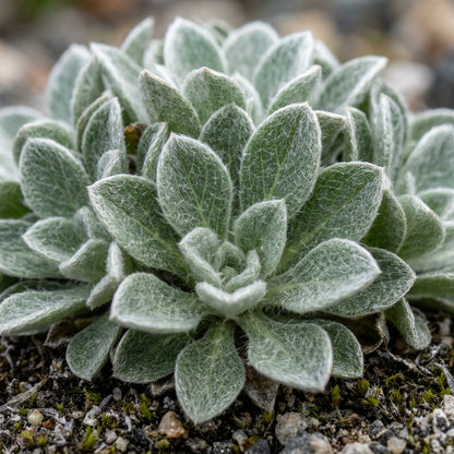 Townsendia Parryi Flower Seeds