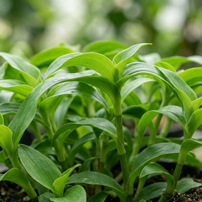 Tradescantia Spiderwort Flower Seeds - Spiderwort Flower Seeds for Garden