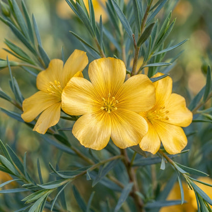 Linum Arboreum Flower Seeds For Planting
