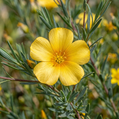 Linum Arboreum Flower Seeds For Planting