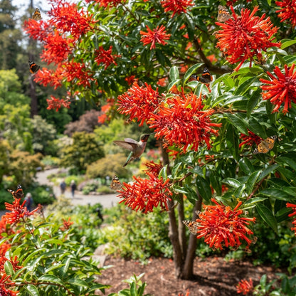 Embothrium coccineum Flower Seeds for Planting
