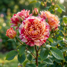 Tricolour Rose Standard Flower Seeds - Rose Flower Seeds for Garden