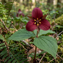 Trillium Erectum Seeds