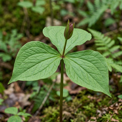 Trillium Erectum Seeds