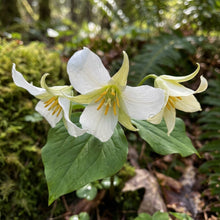 Trillium flexipes Seeds for Planting