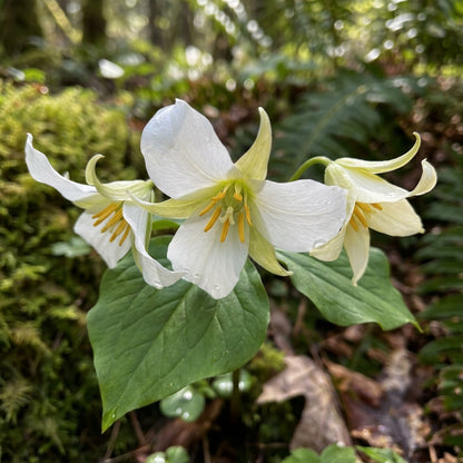 Trillium flexipes Seeds for Planting