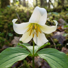 Trillium flexipes Seeds for Planting