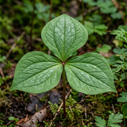 Trillium rivale Seeds for Planting