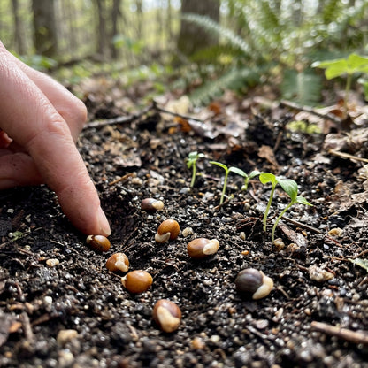 Trillium Erectum Seeds