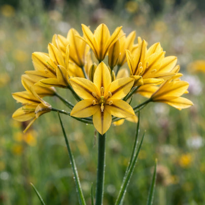 Triteleia ixioides Flower Seeds for Garden Planting	.