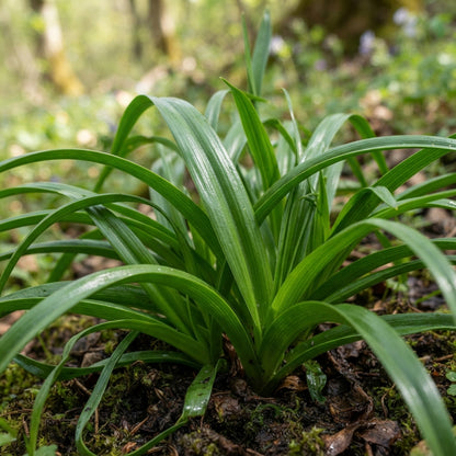 Triteleia ixioides Flower Seeds for Garden Planting	.