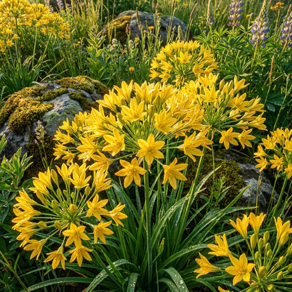 Triteleia ixoides Flower Seeds for Planting