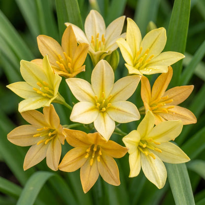 Triteleia ixoides Flower Seeds for Planting