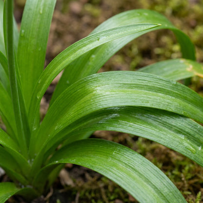 Triteleia ixoides Flower Seeds for Planting