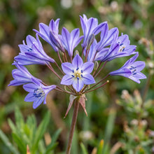 Triteleia Laxa Brodiaea Laxa Seeds