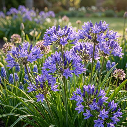 Triteleia Laxa Brodiaea Laxa Seeds