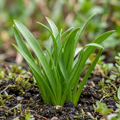Triteleia Laxa Brodiaea Laxa Seeds