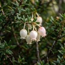 Trochocarpa Thymifolia Seeds