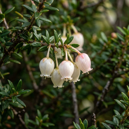 Trochocarpa Thymifolia Seeds