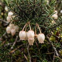 Trochocarpa Thymifolia Seeds