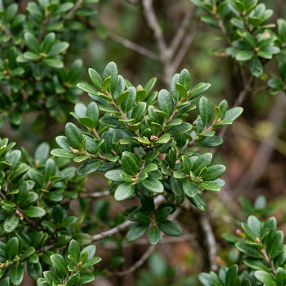 Trochocarpa Thymifolia Seeds