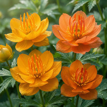 Trollius chinensis Flower Seeds for Planting