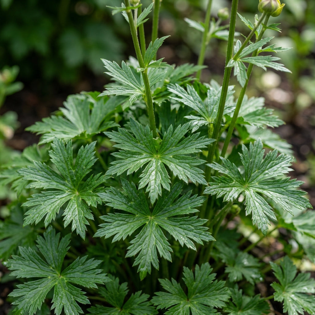 Trollius Golden Queen Seeds