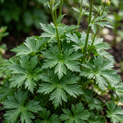 Trollius Golden Queen Seeds