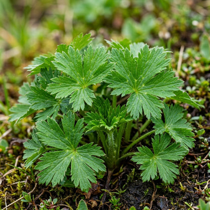 Trollius Pumilus Seeds for Alpine and Rock Gardens