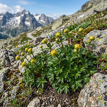 Trollius Pumilus Seeds for Alpine and Rock Gardens