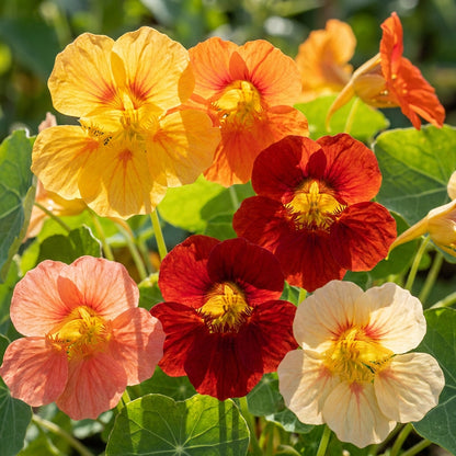 Tropaeolum Majus Nanum Single Mix Flower Seeds For Planting