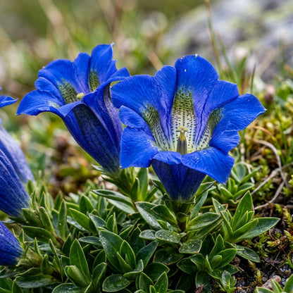 Gentiana Acaulis Flower Seeds