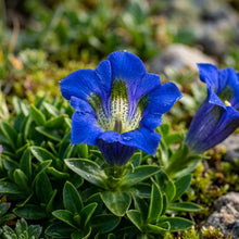 Gentiana Acaulis Flower Seeds
