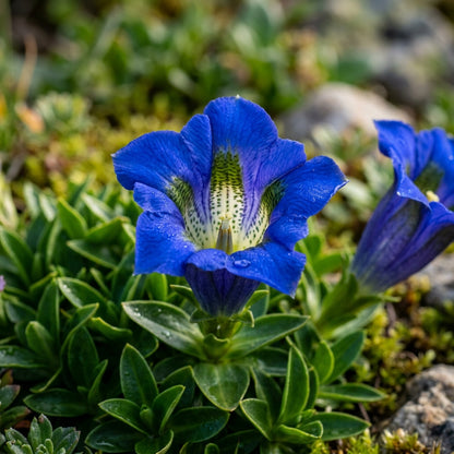 Gentiana Acaulis Flower Seeds