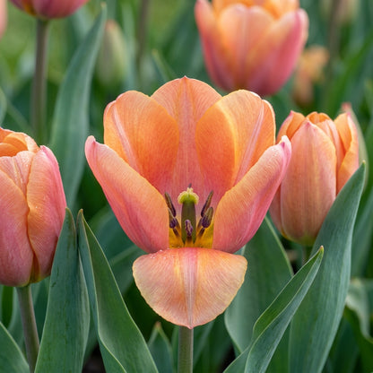 Tulip Annie Schilder Flower Seeds for Spring Garden Planting