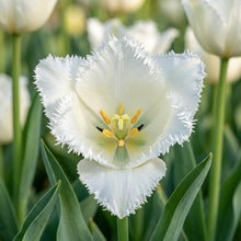 Tulip 'Daytona' Seeds for Planting